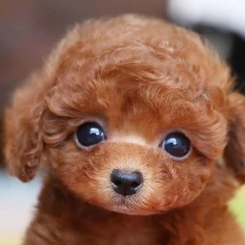 Totó - Realistyczny Pies Ana 40 euros